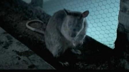 老鼠危机,探寻根源与应对策略